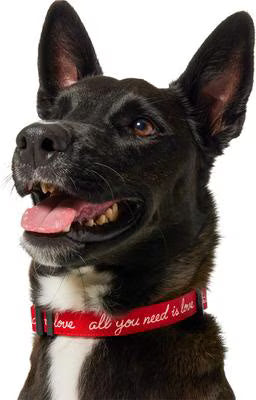 Valentine “All You Need Is Love” Dog Collar – Medium, Adjustable 14–20 Inch Neck
